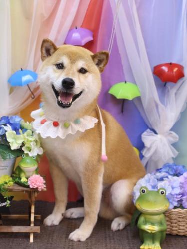 20230627ススムくん